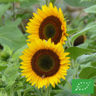 Tournesol haut Taiyo BIO