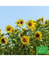 Tournesol haut Valentine®