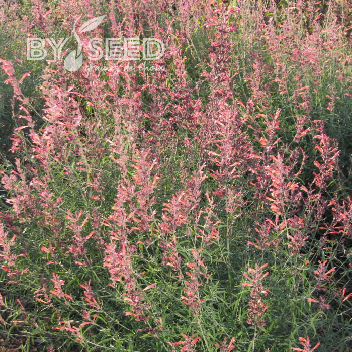 Agastache rupestris Apache Sunset