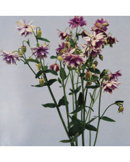 Agastache rupestris Apache Sunset