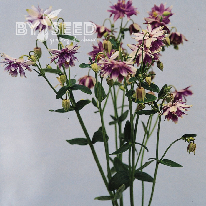 Ancolie Purple Barlow (Christa)