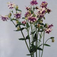 Ancolie Purple Barlow (Christa)