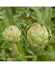 Artichaut Gros Vert de Laon