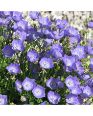 Carotte (plante sauvage)