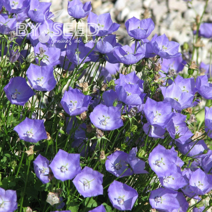 Campanule des Carpathes Bleue