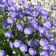 Campanule des Carpathes Bleue