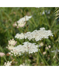 Chicorée sauvage
