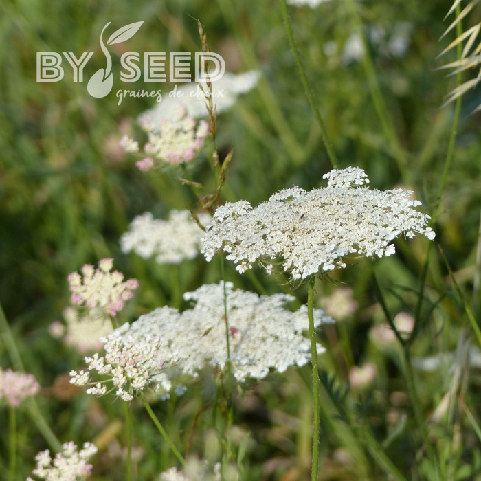 Carotte (plante sauvage)
