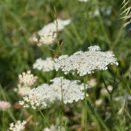 Carotte (plante sauvage)