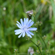 Chicorée sauvage