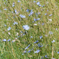 Chicorée sauvage