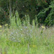 Chicorée sauvage