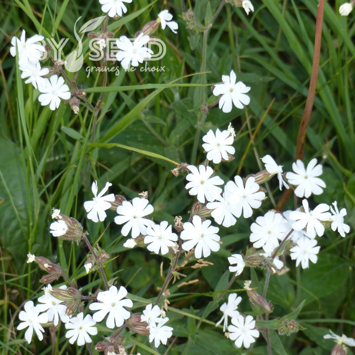 Silène Compagnon blanc