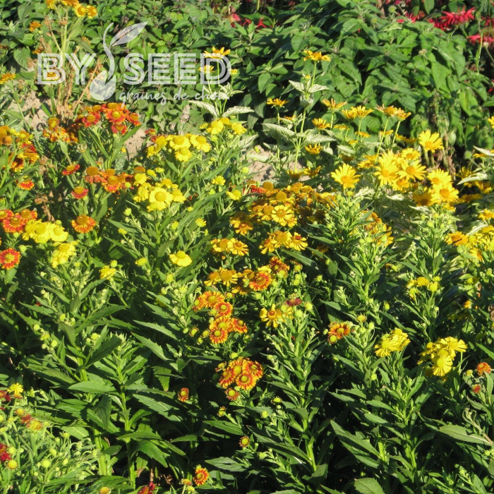 Helenium autumnale RedGold Hybrids
