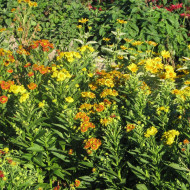 Helenium autumnale RedGold Hybrids