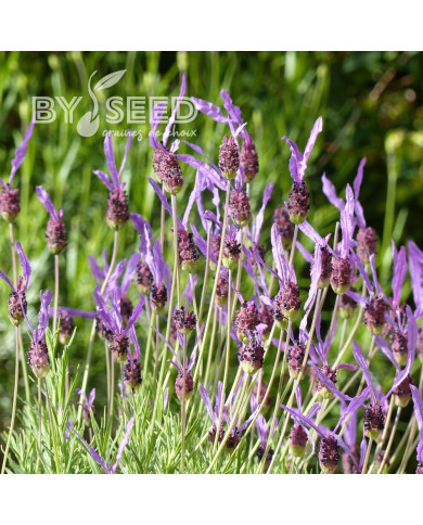 Lavande Papillon