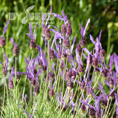Lavande Papillon