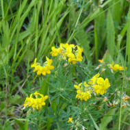 Lotier corniculé - Lotus corniculatus (plante sauvage)