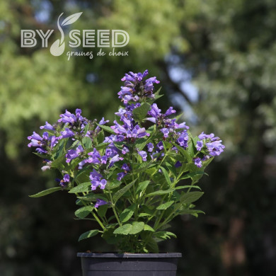 Nepeta subsessilis Dark Blue Panther