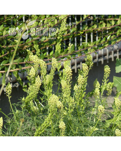 Reseda lutea