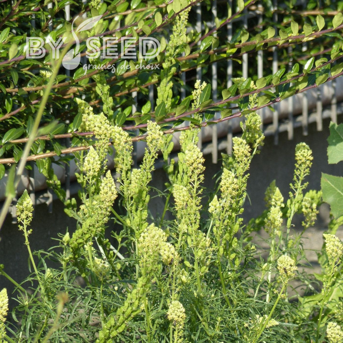 Reseda lutea
