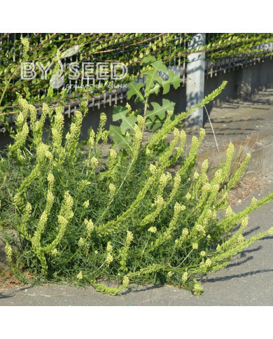 Reseda lutea
