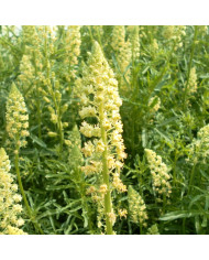 Reseda lutea