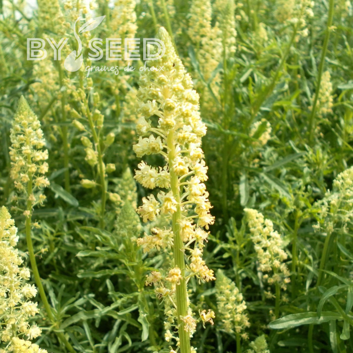 Reseda luteola