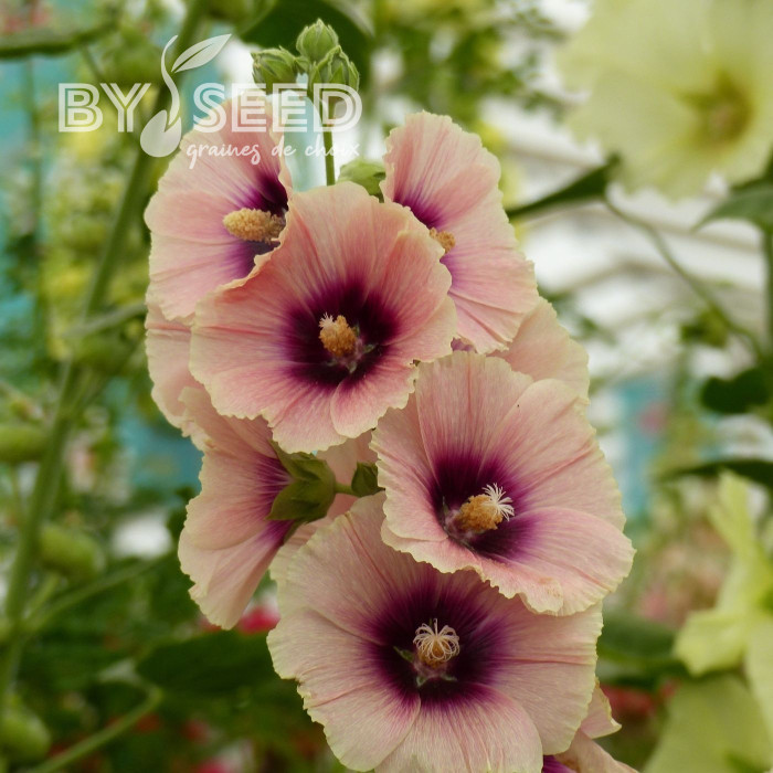 Rose trémière Halo Apricot