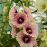 Rose trémière Halo Apricot