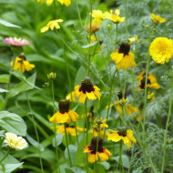 Rudbeckia amplexicaulis Chapeau mexican