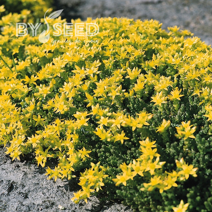 Sedum acre "Poivre des Murailles"
