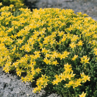Sedum acre "Poivre des Murailles"