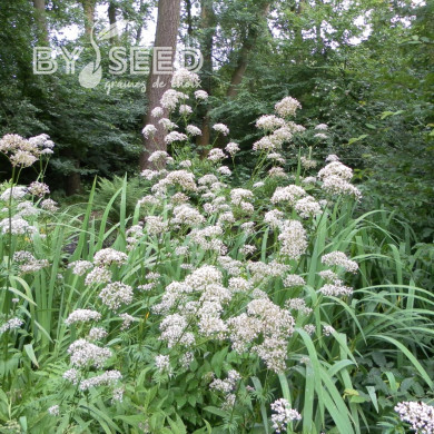 Valériane officinale