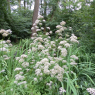 Valériane officinale