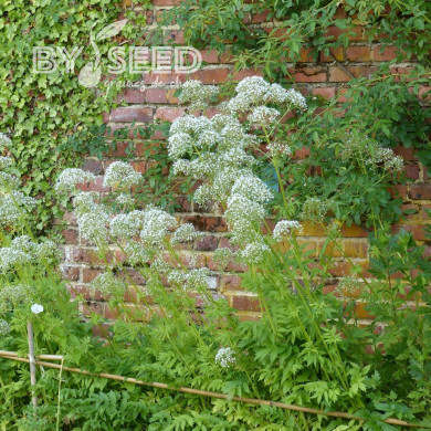 Valériane officinale