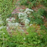 Valériane officinale