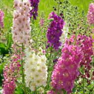Verbascum phoeniceum Mix