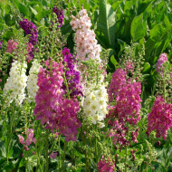 Verbascum phoeniceum Mix