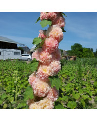 Rose trémière double Chater's Marroon