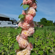 Rose trémière Chater's double Salmon (Peaches and Dreams)