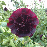 Rose trémière double Chater's Marroon