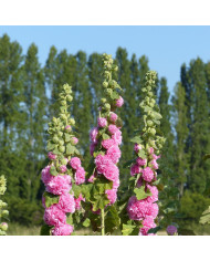 Rose trémière double Chater's Marroon