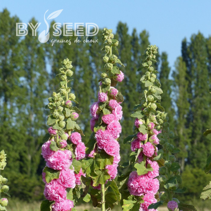 Rose trémière Chater's double Rose-Pink