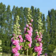 Rose trémière Chater's double Rose-Pink