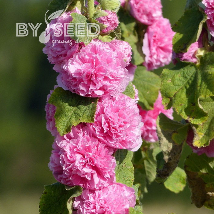 Rose trémière Chater's double Rose-Pink