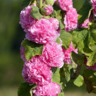 Rose trémière Chater's double Rose-Pink