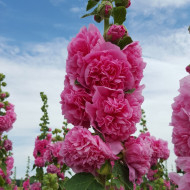 Rose trémière Chater's double Rose-Pink