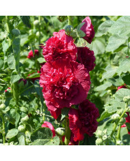 Rose trémière double Chater's double Violet