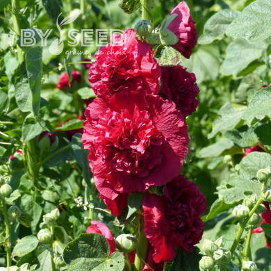 Rose trémière double Chater's double Scarlet